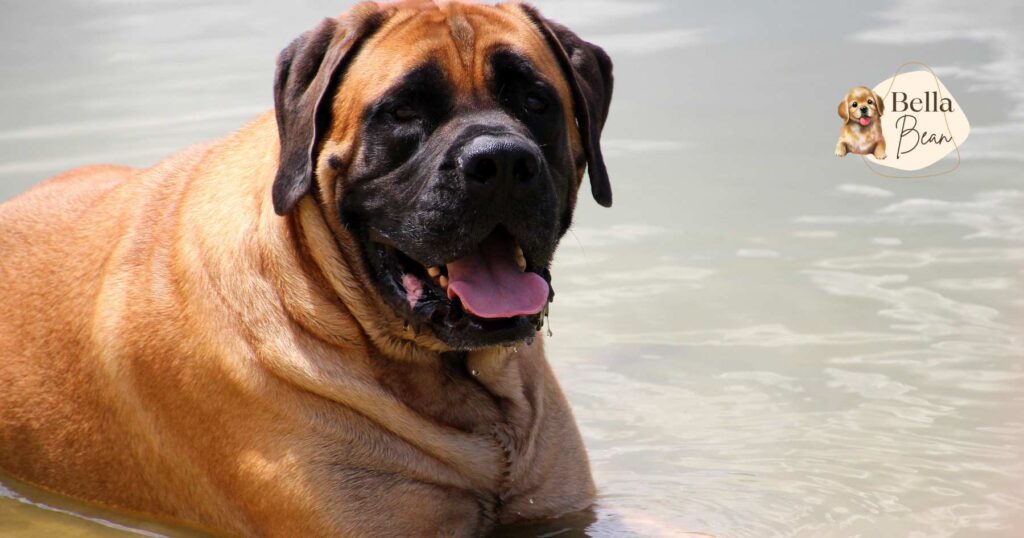 Types of Mastiff Dogs