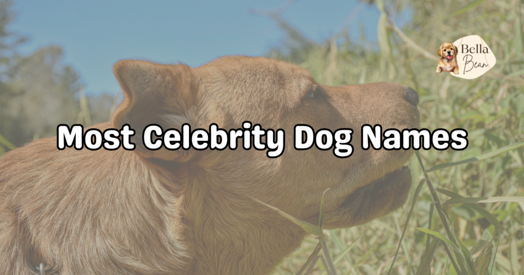 Celebrity Dog Names