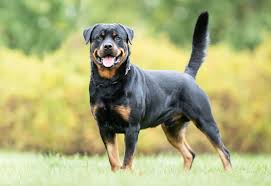 A standing and alarmed Rottweiler