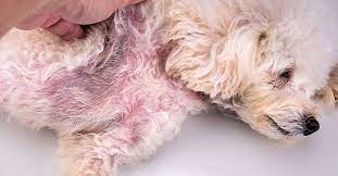 Dog yeast infections