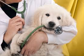 A puppy on an vet's arm
