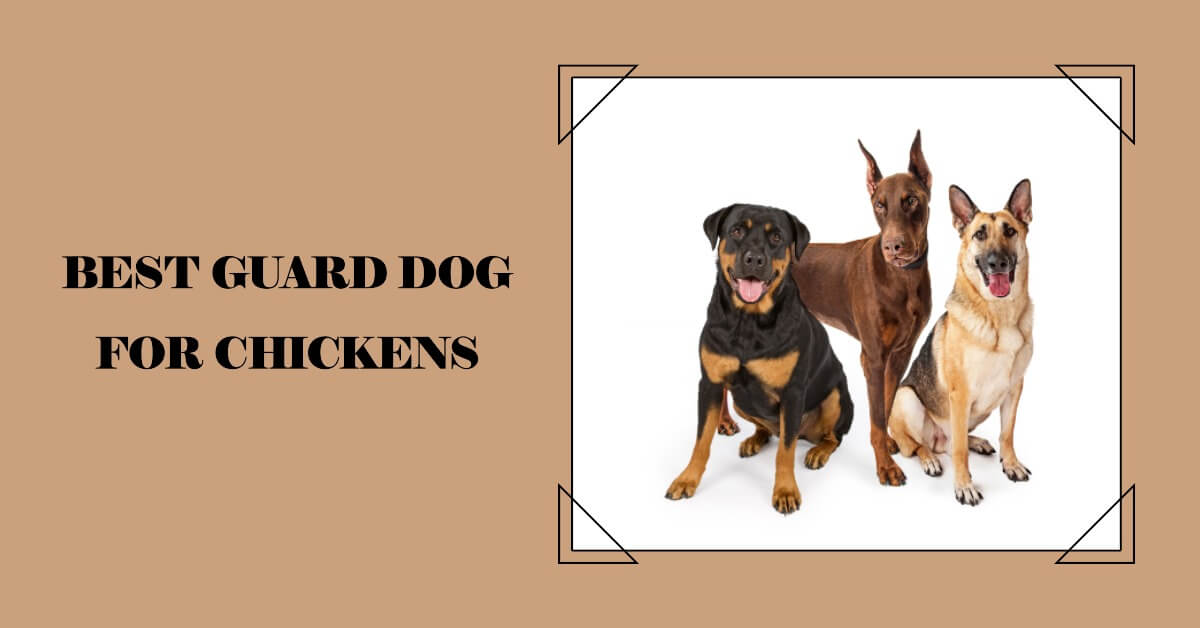 Best Guard Dog for Chickens: Top 5 Breeds to Protect Your Flock