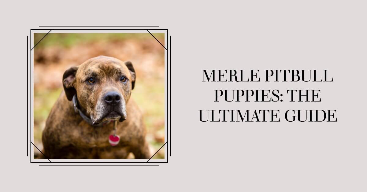 Merle Pitbull Puppies: The Ultimate Guide to This Beautiful Breed