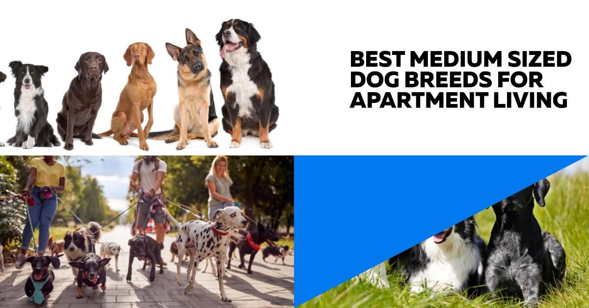 5 Best Medium Sized Dog Breeds for Apartment Living