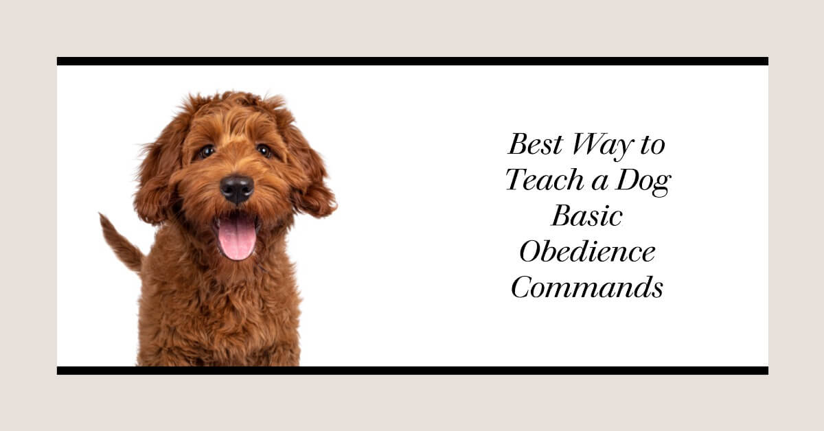 What Is the Best Way to Teach a Dog Basic Obedience Commands