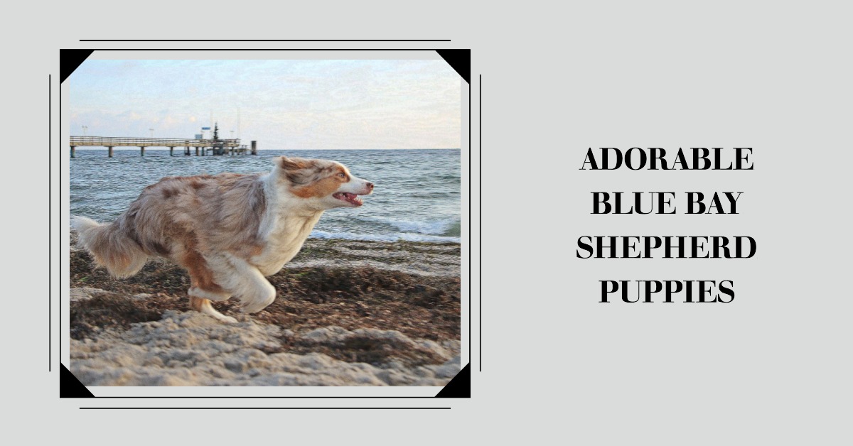 Blue Bay Shepherd Puppies