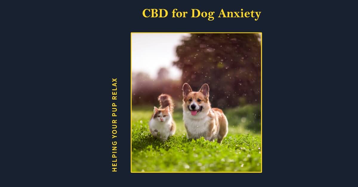 CBD for Dog Anxiety