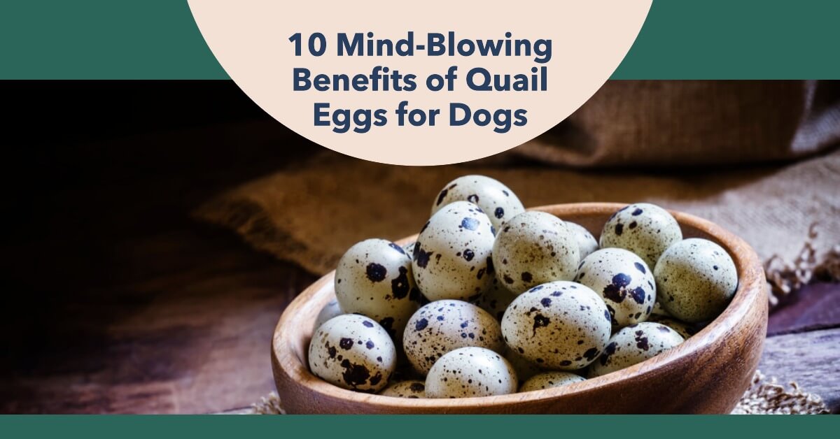 10 Mind-Blowing Benefits of Quail Eggs for Dogs