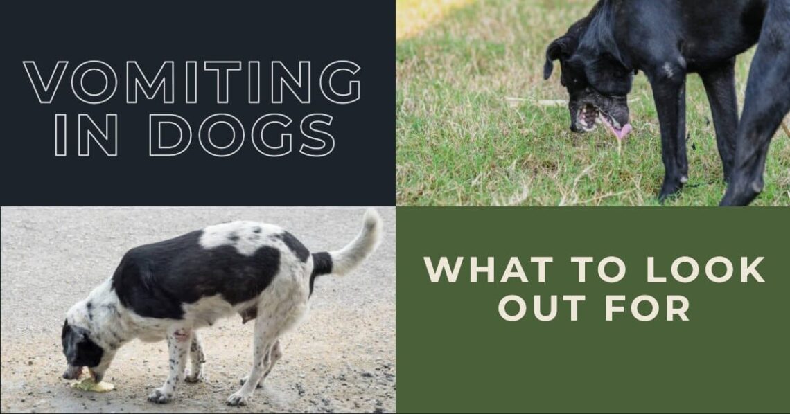 Different Types of Vomit in Dogs: A Guide for Pet Parents