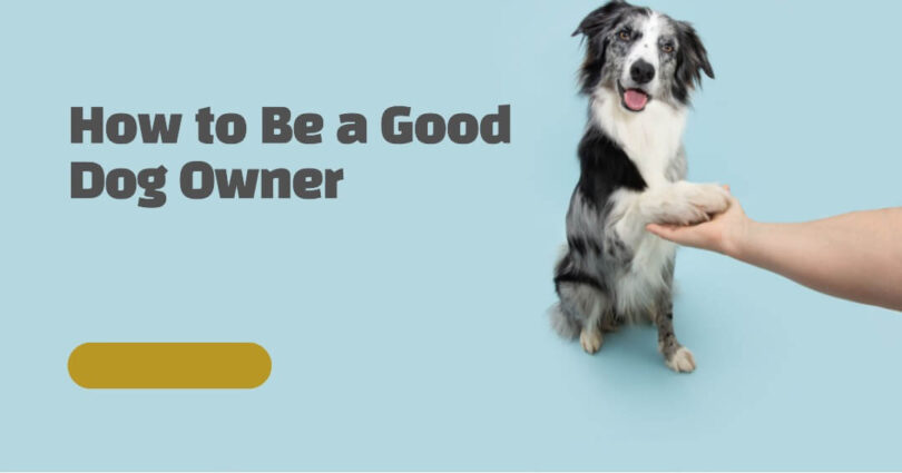 How to Be a Good Dog Owner and Make Your Pooch Happy