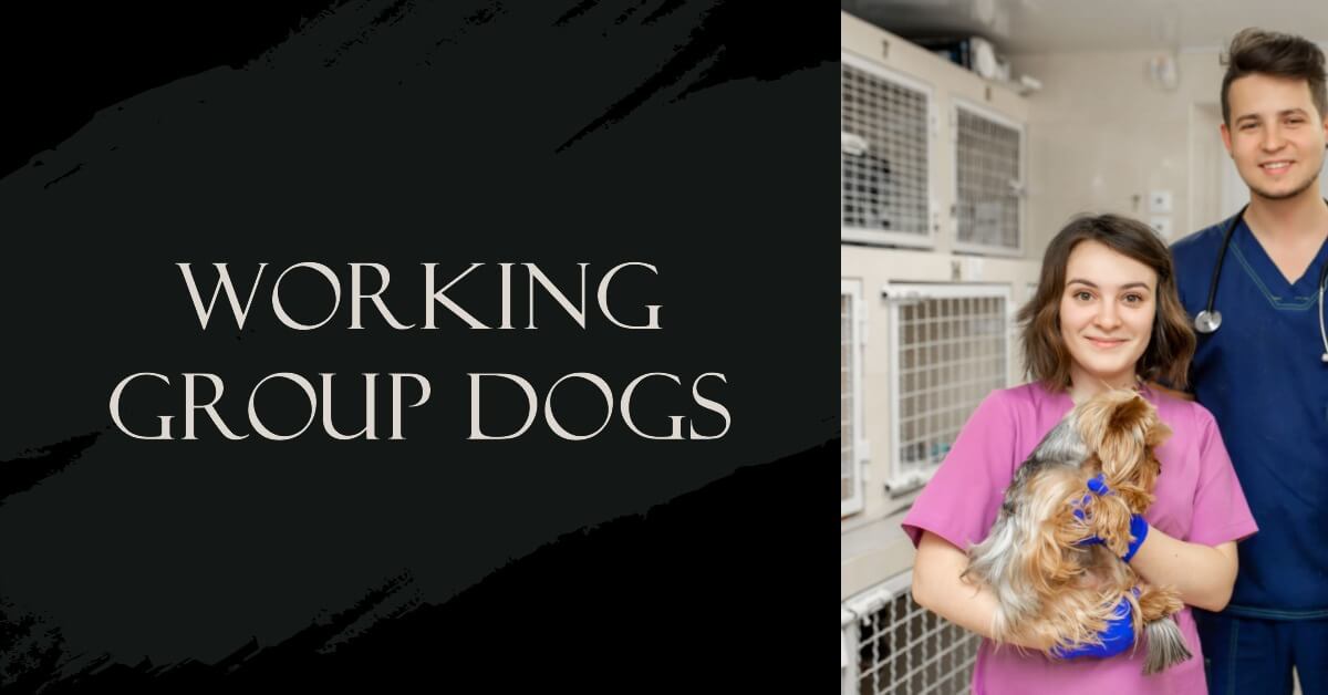 Powerful Working Group Dogs