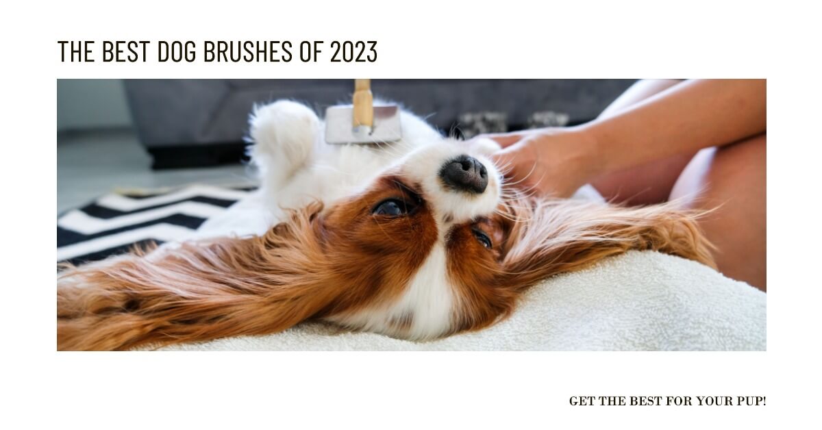 The Best Dog Brushes of 2023