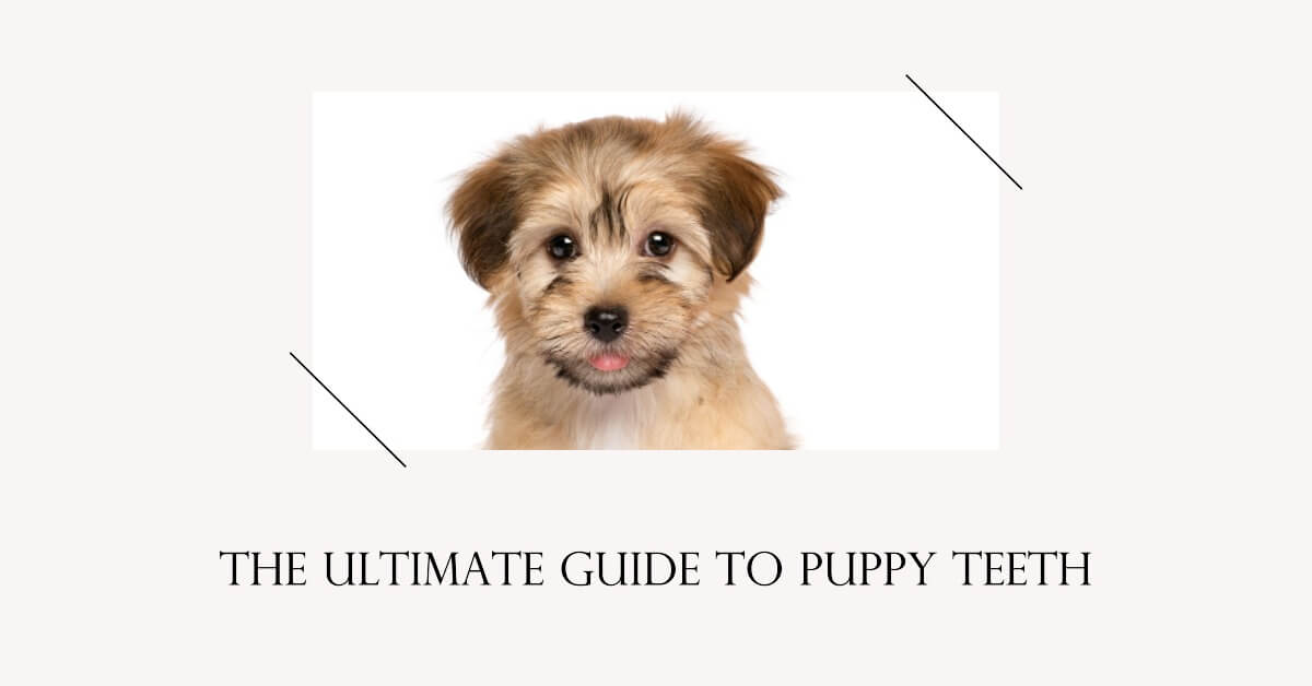 The Ultimate Guide to Puppy Teeth