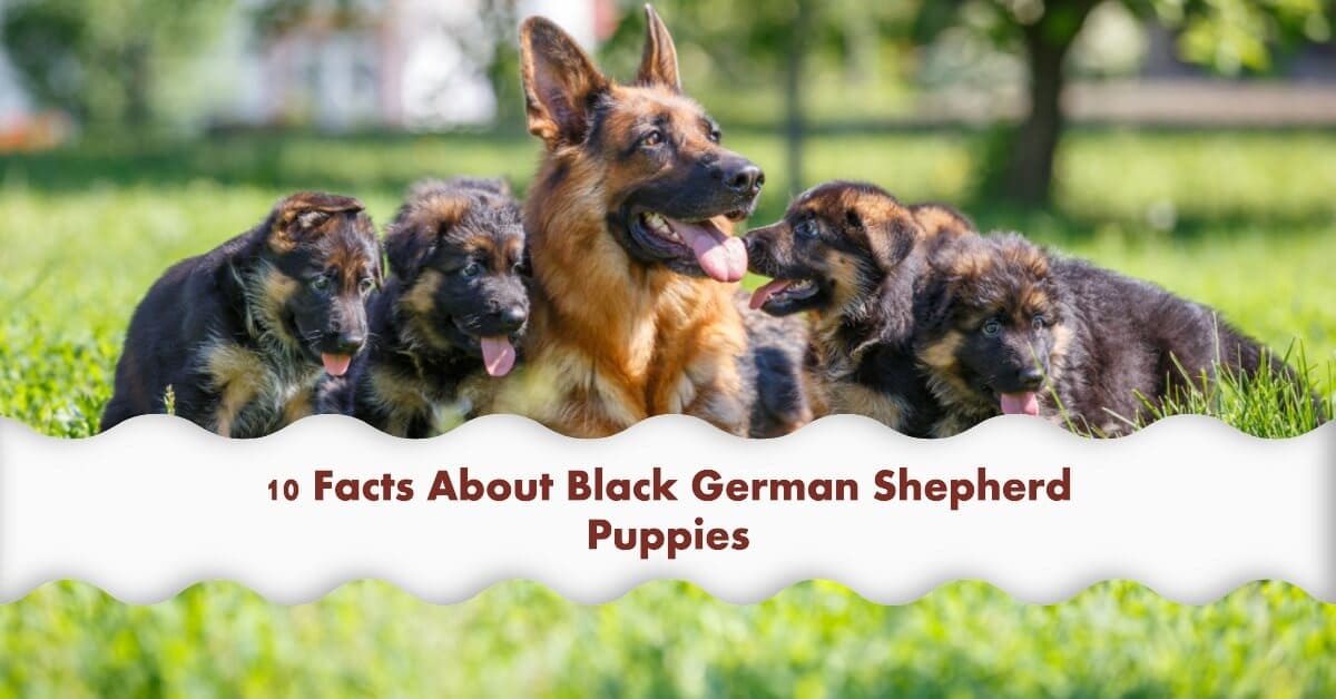 10 Facts You Didn't Know About Black German Shepherd Puppies