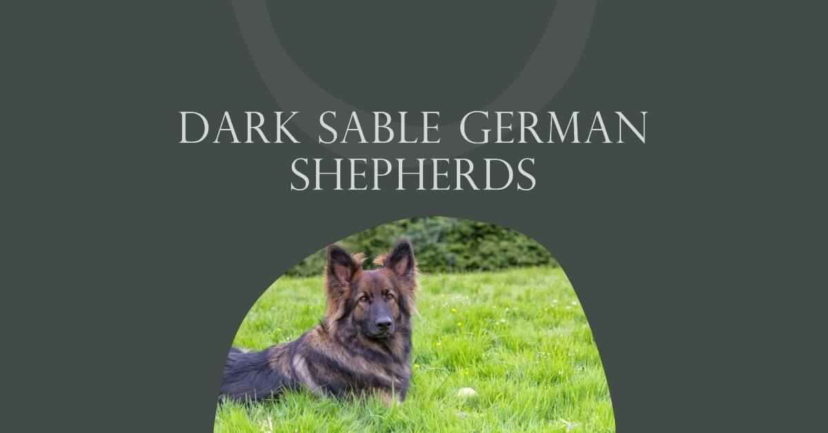 Dark Sable German Shepherds