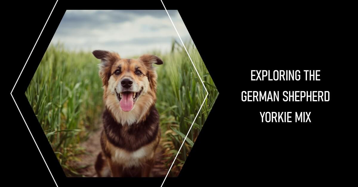 Exploring the German Shepherd Yorkie Mix