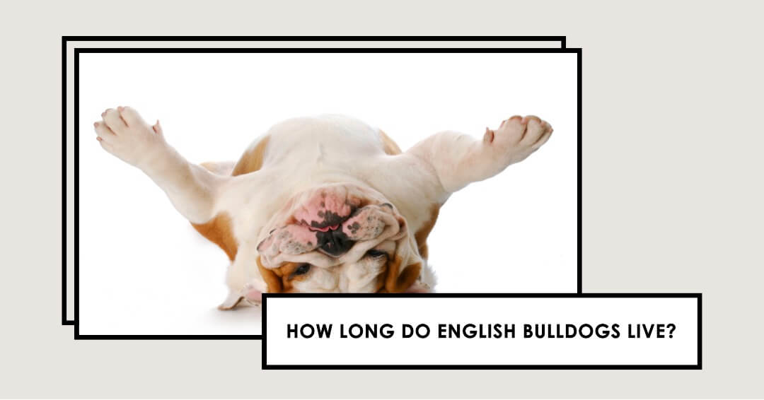 How Long Does an English Bulldog Live?