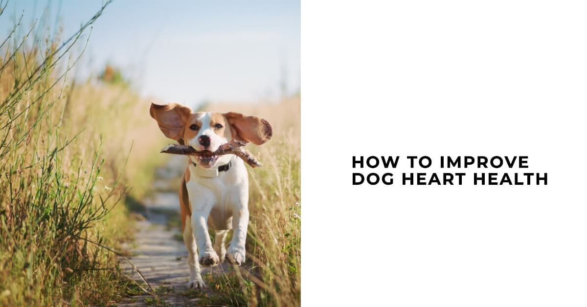 How to Improve Dog Heart Health