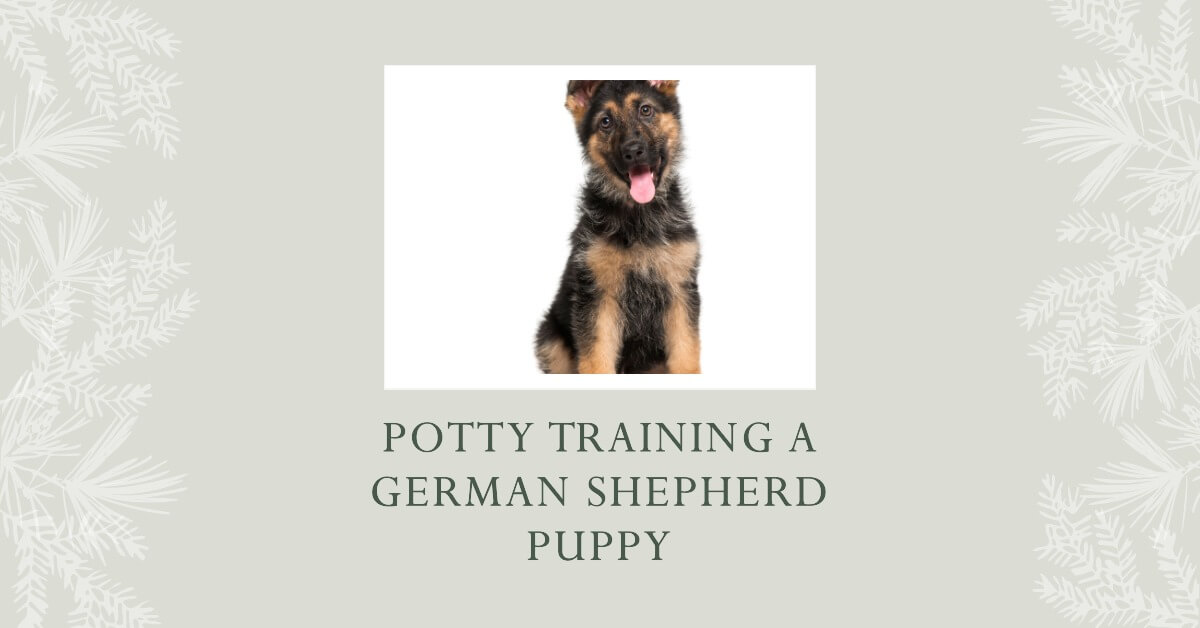 How to Potty Train a German Shepherd Puppy in 10 Steps