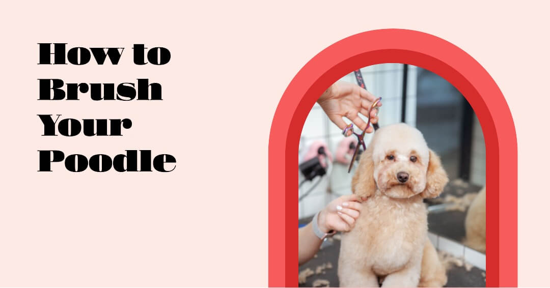 How to Brush a Poodle