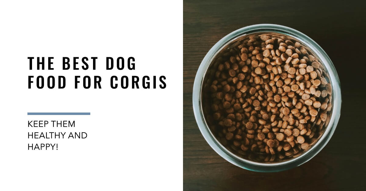 Best Dog Food for Corgis