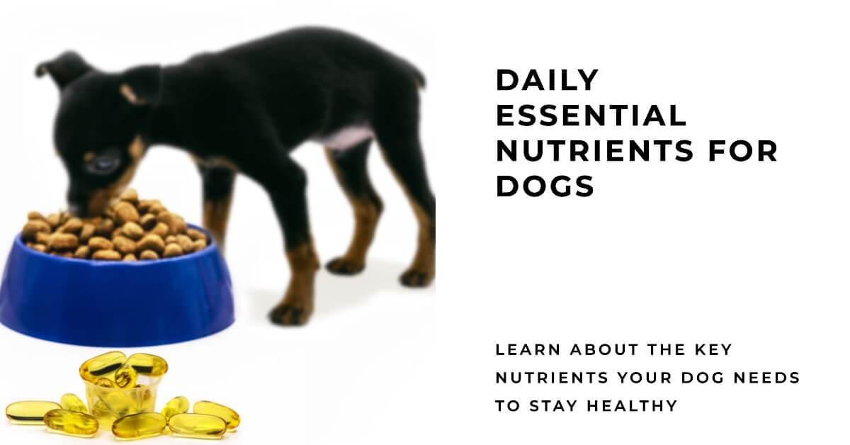 Daily Essential Nutrients for Dogs