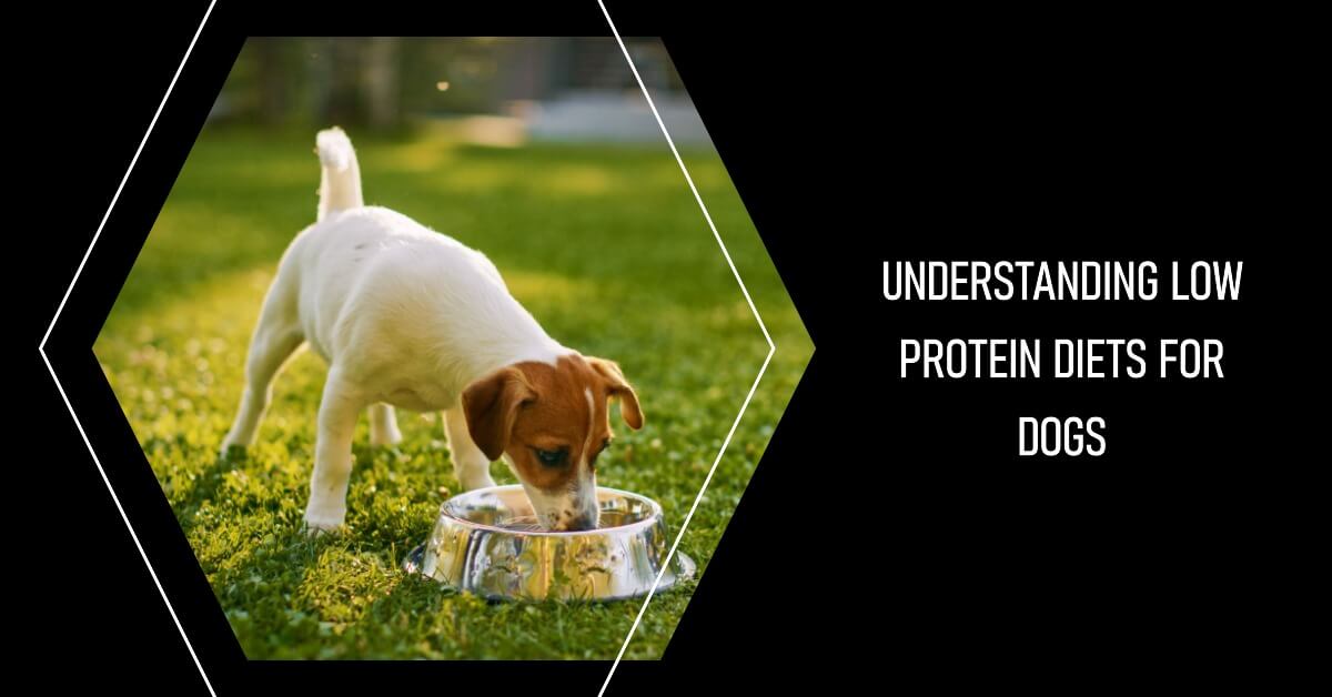 Low Protein Diet for Dogs