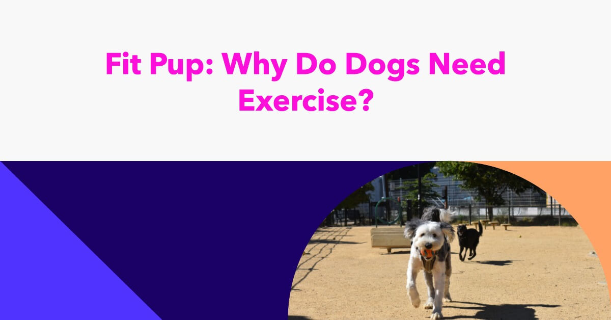 Why Do Dogs Need Exercise