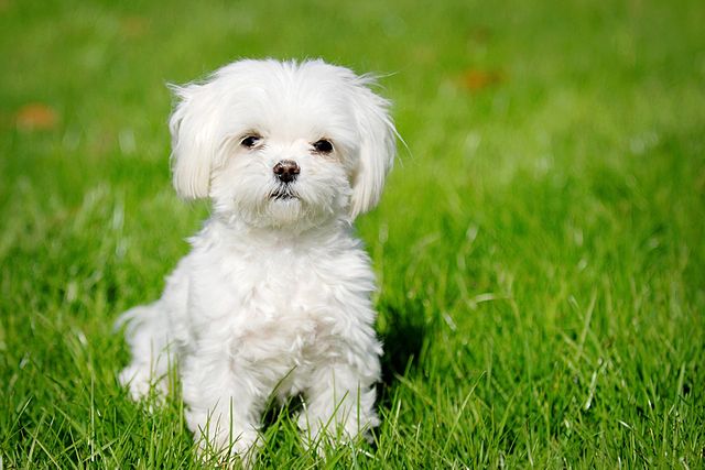 Top 10 Hypoallergenic Dogs that are Great for Kids
