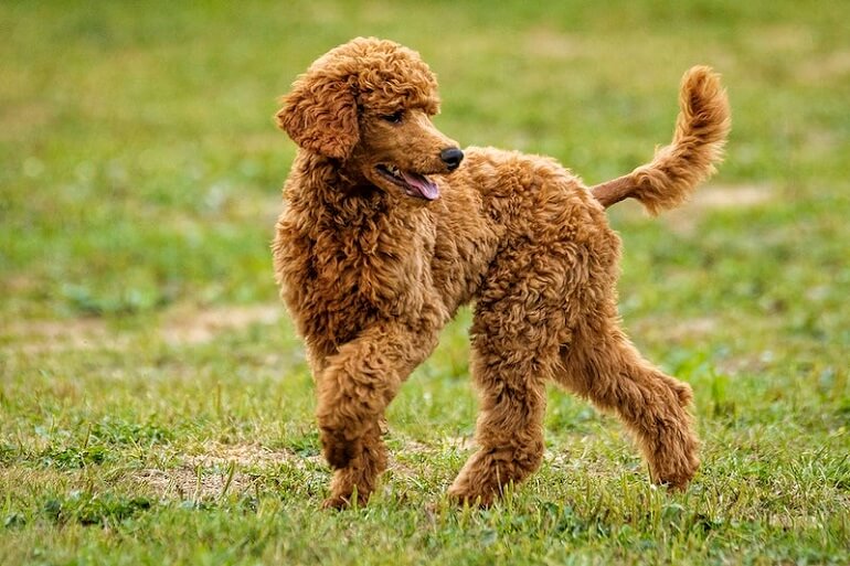 Top Poodle Puppy Foods