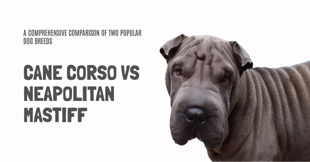 Cane Corso and Neapolitan Mastiff