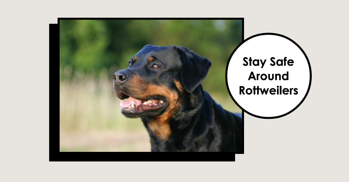 How to Prevent Rottweiler Bites
