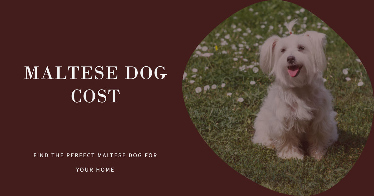 Maltese Dog Cost