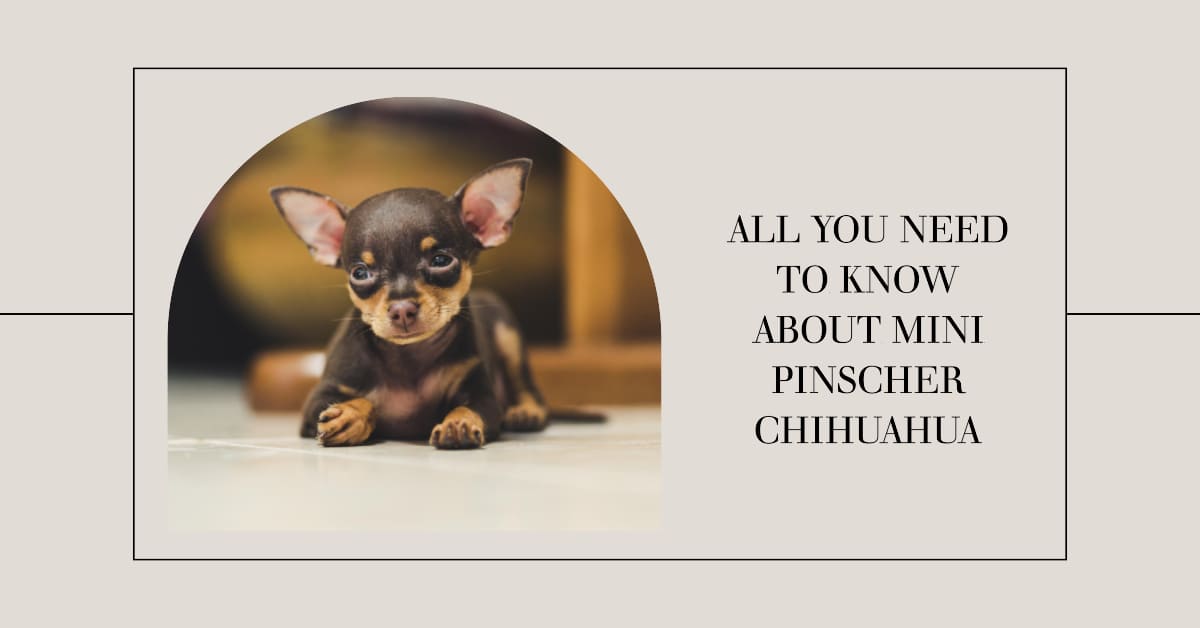 Mini Pinscher Chihuahua