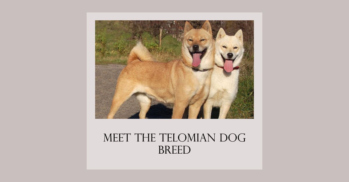 Telomian Dog