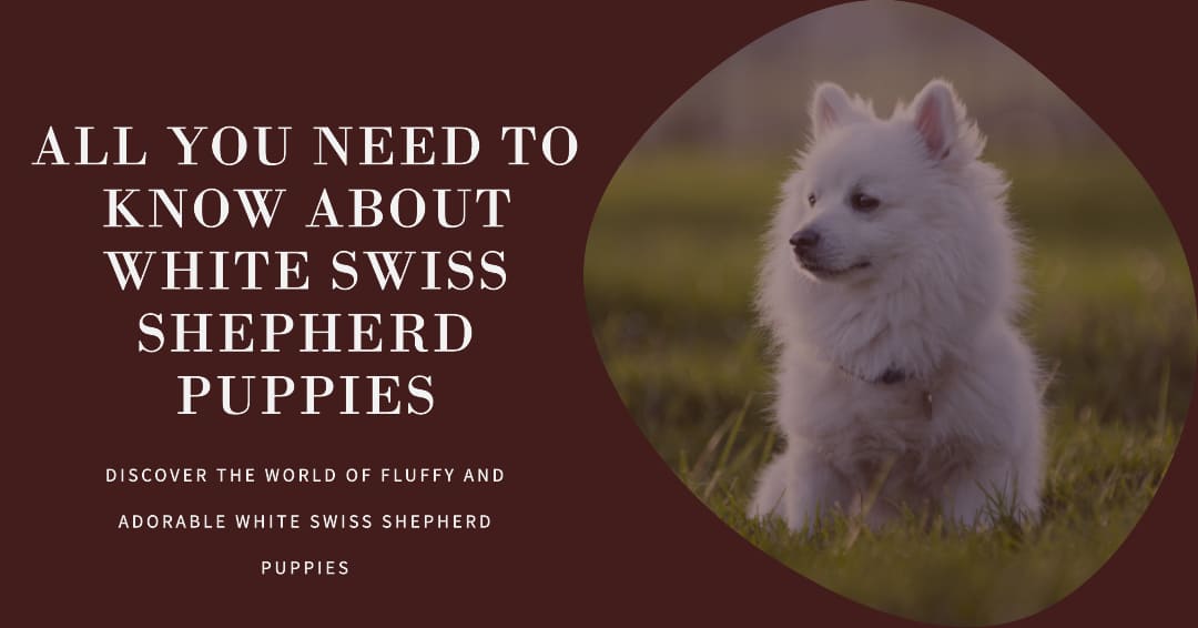 White Swiss Shepherd Puppies: All You Need to Know