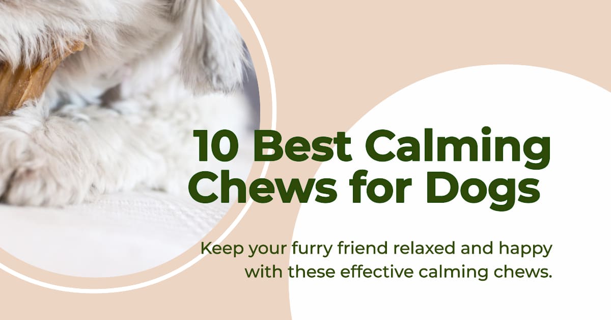 10 Best Calming Chews for Dogs that Actually Work
