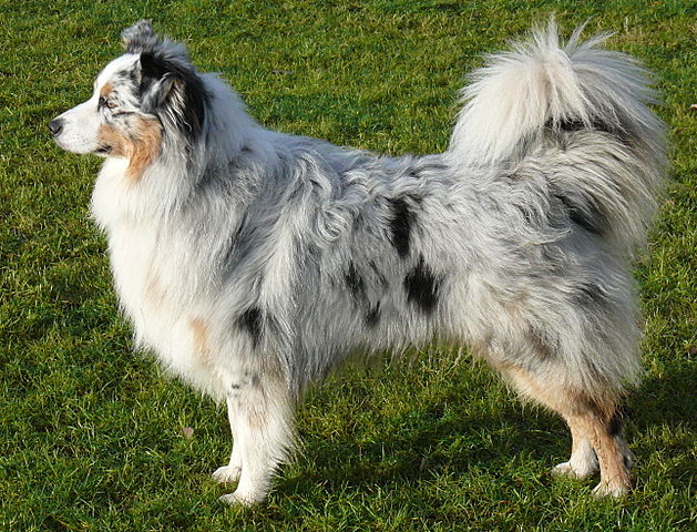 Australian Shepherd