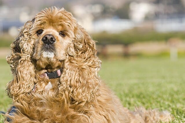 Cocker Spaniel