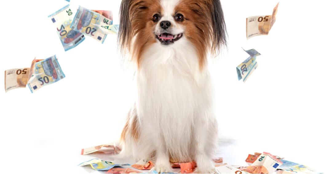 How Much Are Papillon Dogs