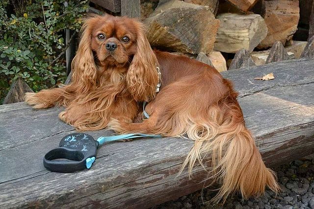 King Charles Spaniel