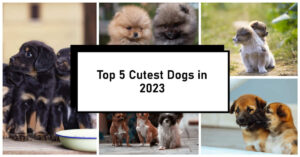 The Top 5 Cutest Dogs in the World in 2023