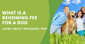What is a Rehoming Fee for a Dog