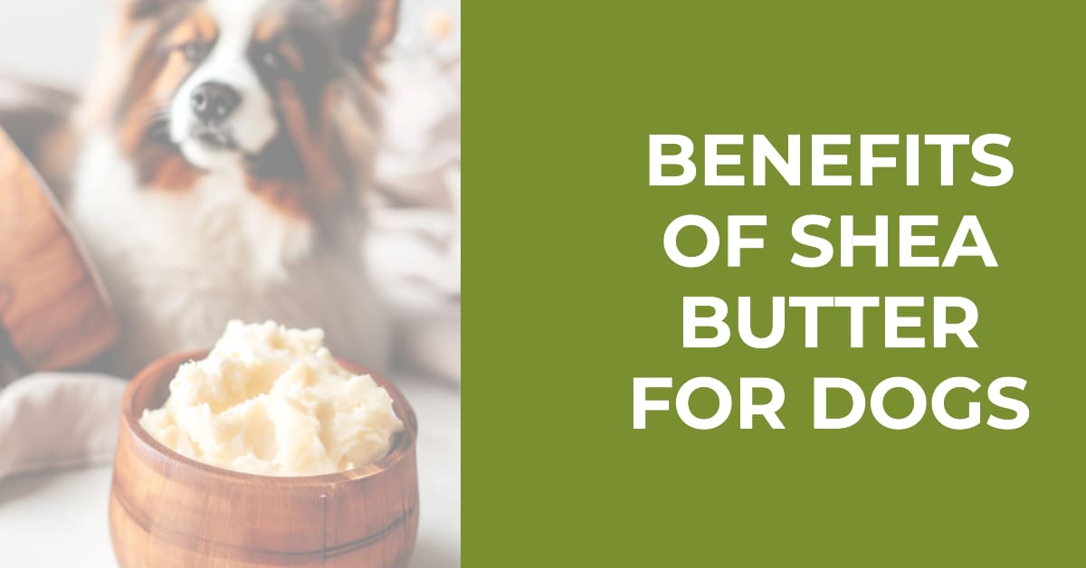 Benefits of Shea Butter for Dogs