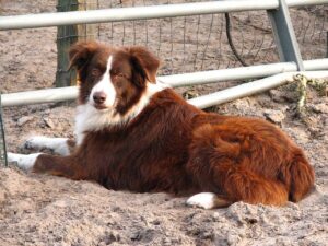 How Much Are Australian Shepherds? The Answer May Shock You