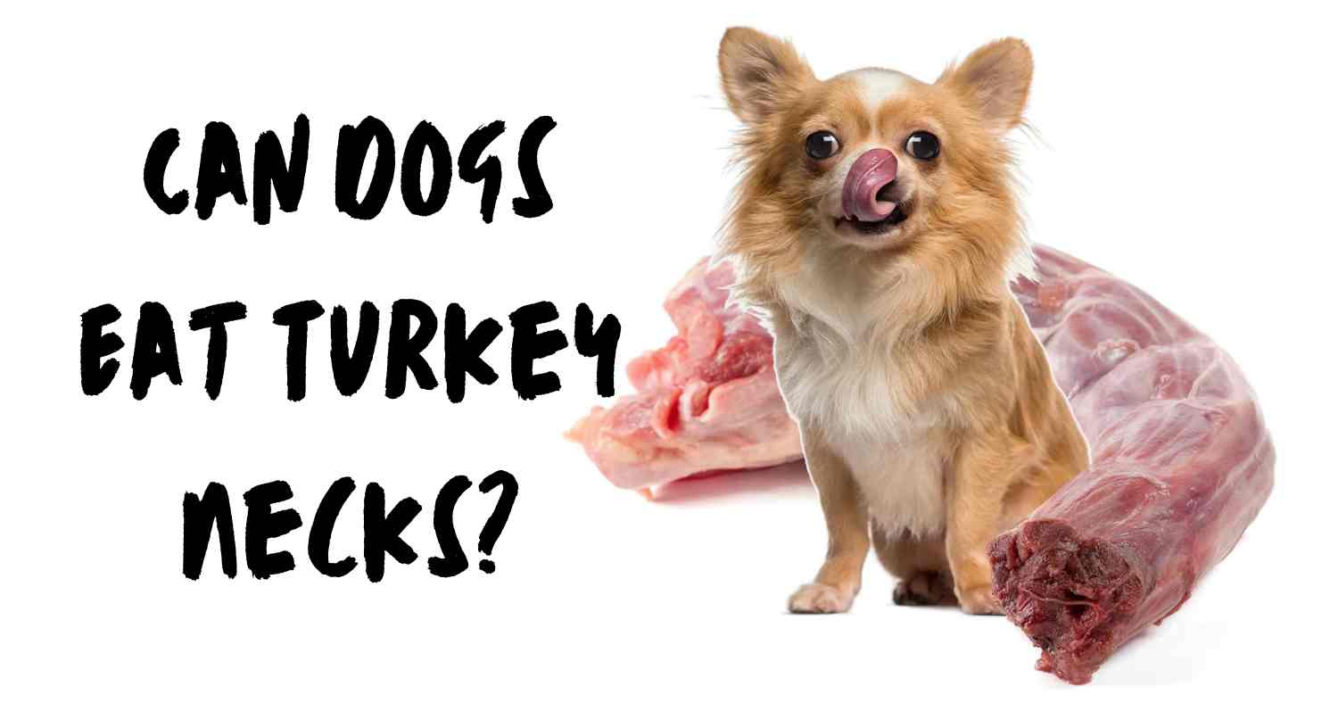 can dogs eat turkey necks