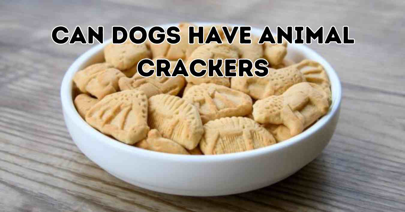 can dogs have animal crackers
