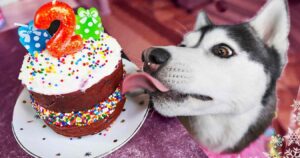 can dogs eat red velvet cake