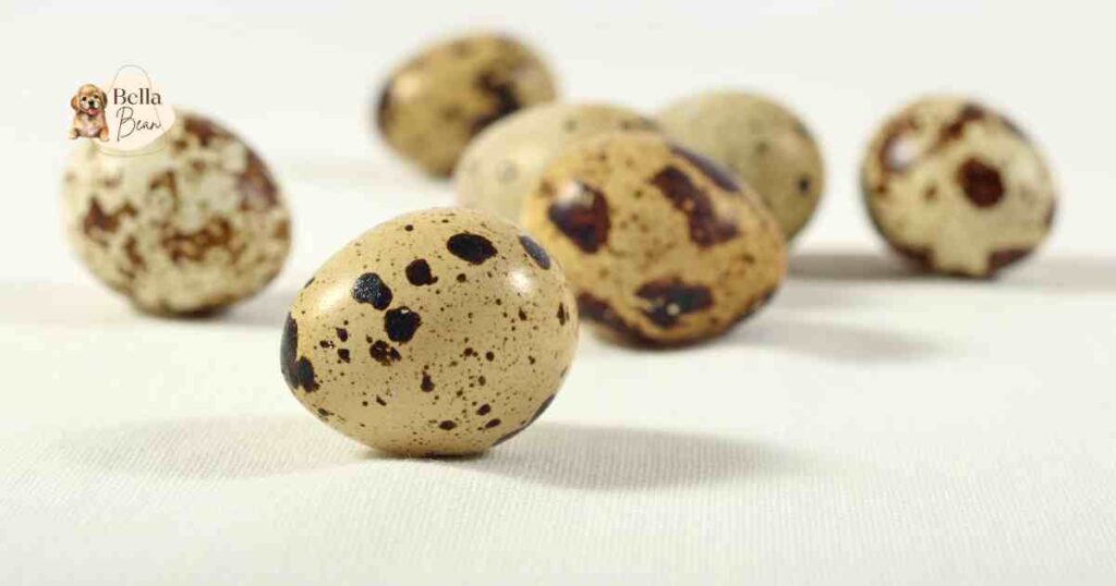 Can Dogs Eat Quail Eggs

