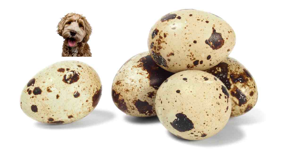 Can Dogs Eat Quail Eggs